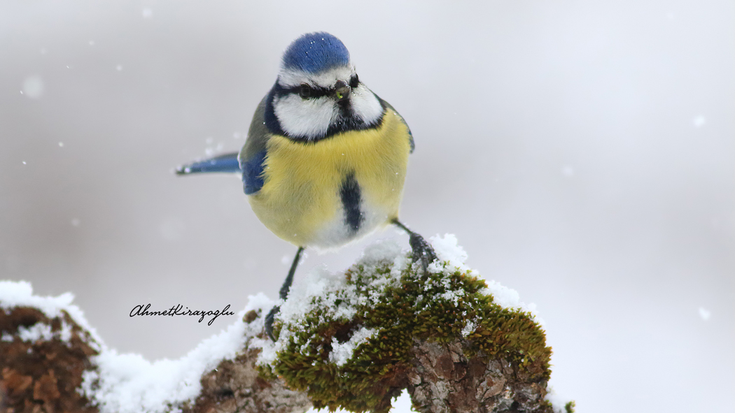 Eurasian Blue Tit