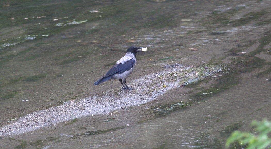Hooded Crow