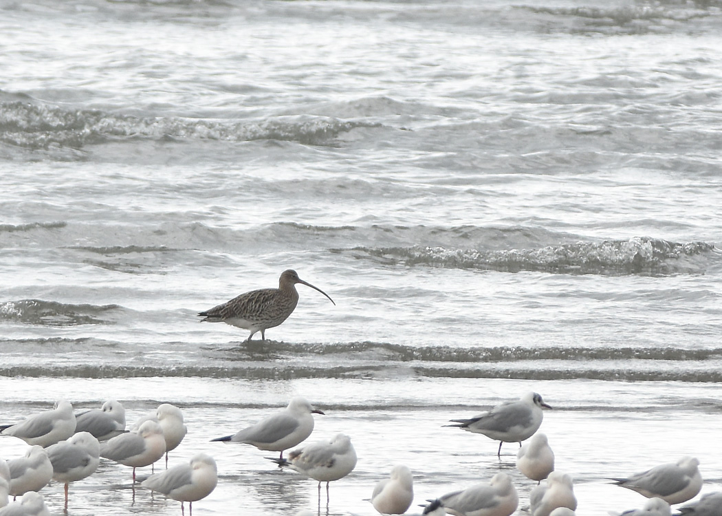 Eurasian Curlew