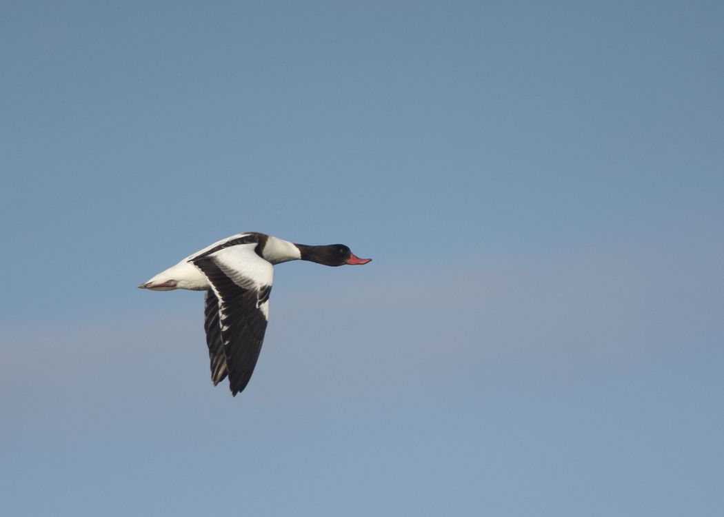 Common Shelduck