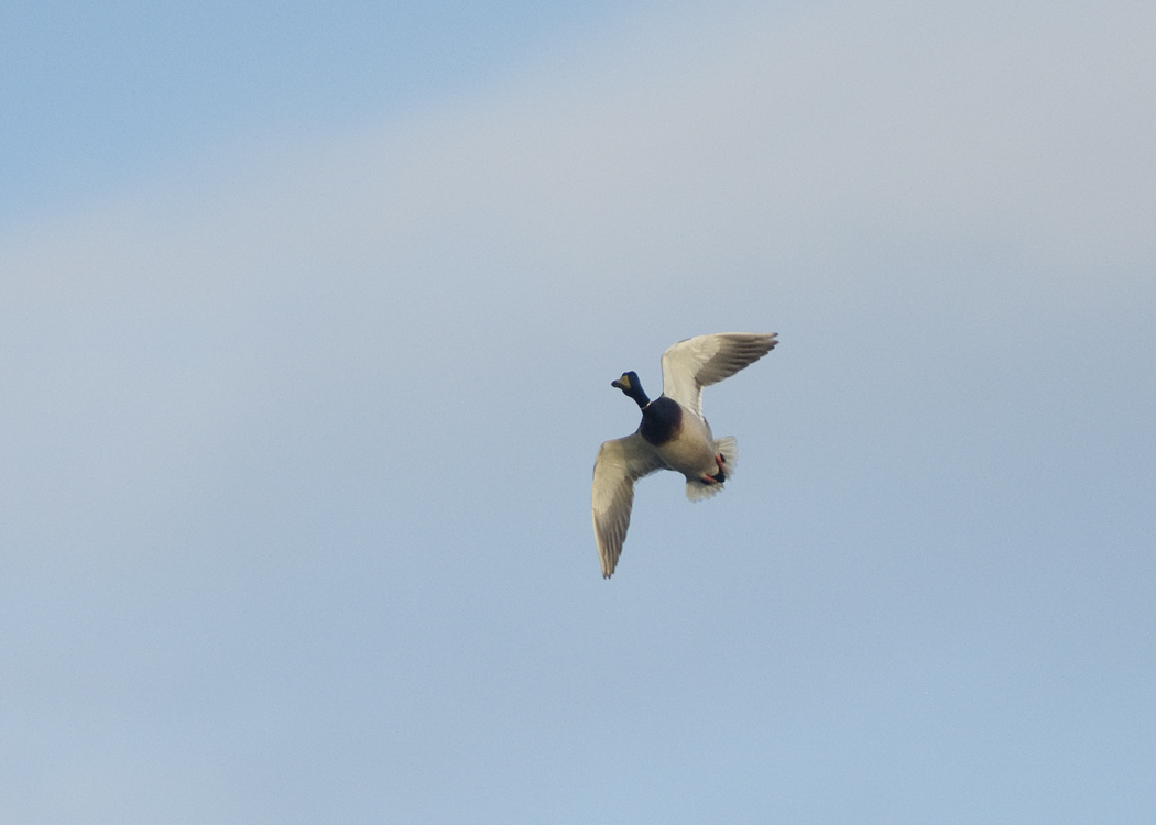 Mallard