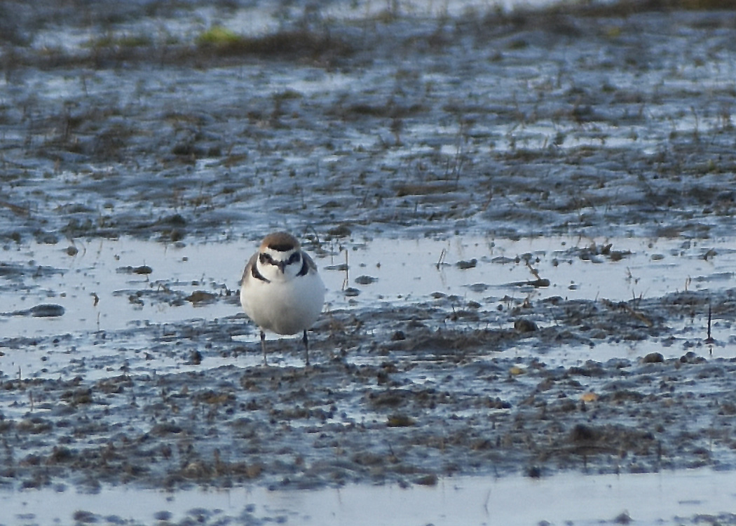 Kentish Plover