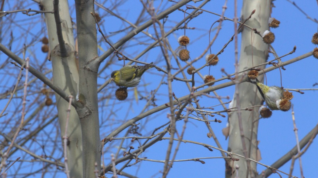 Eurasian Siskin