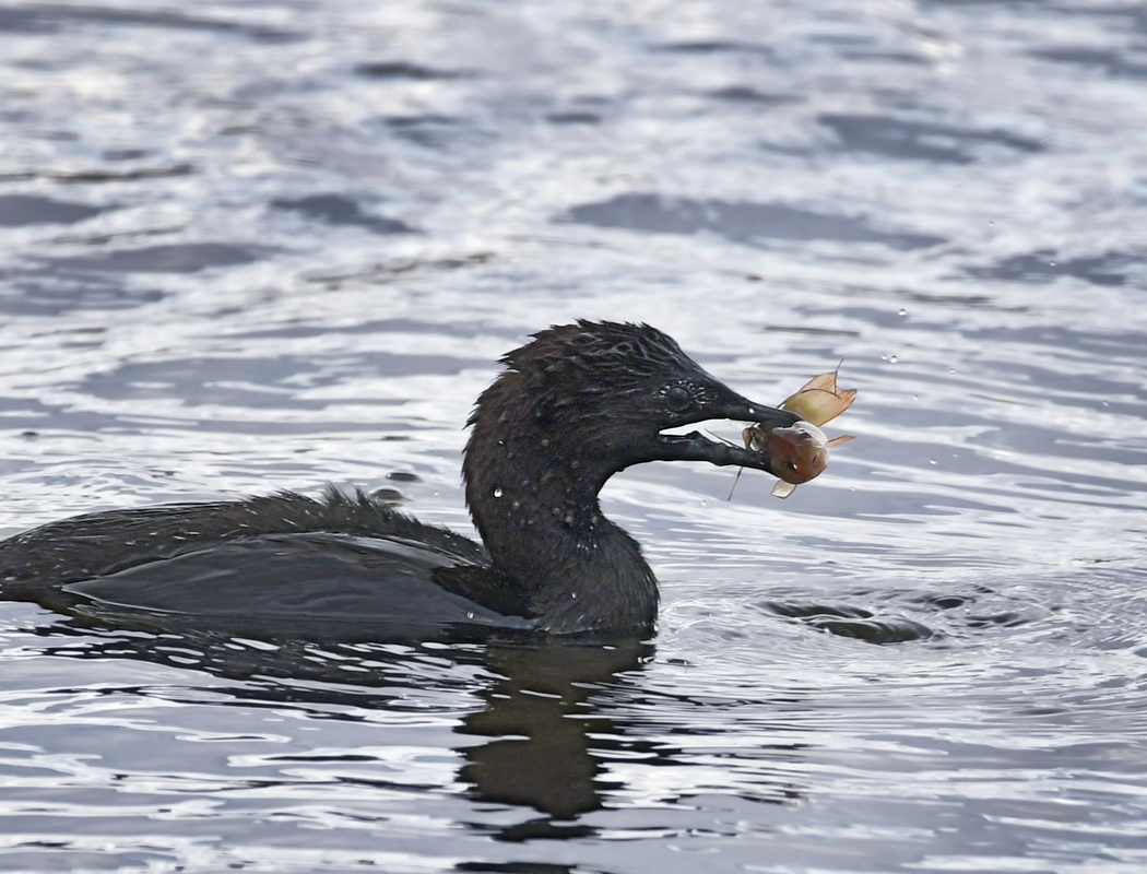 Pygmy Cormorant