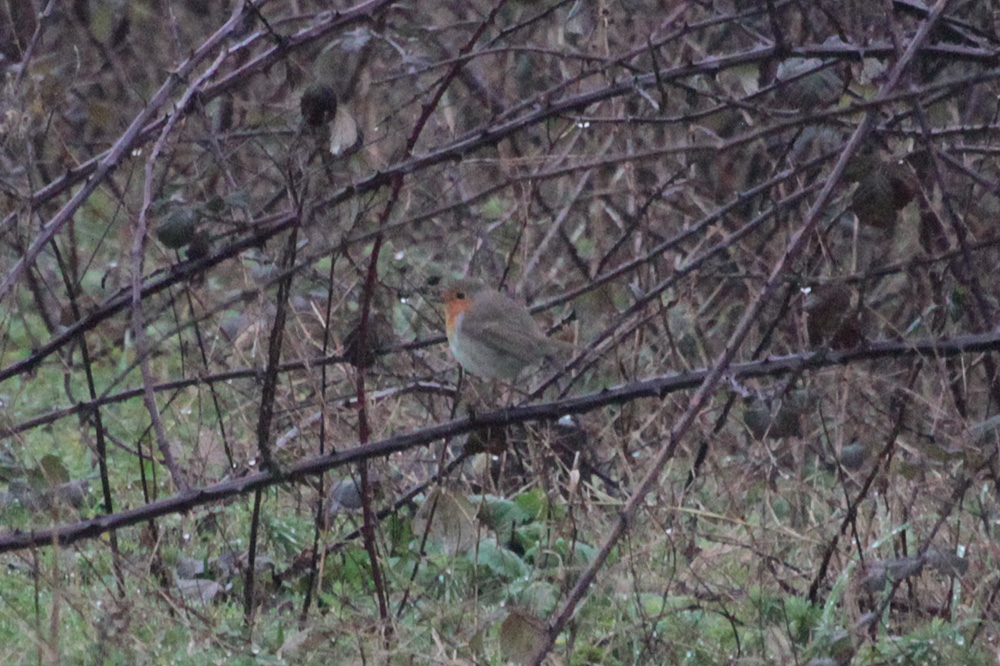European Robin