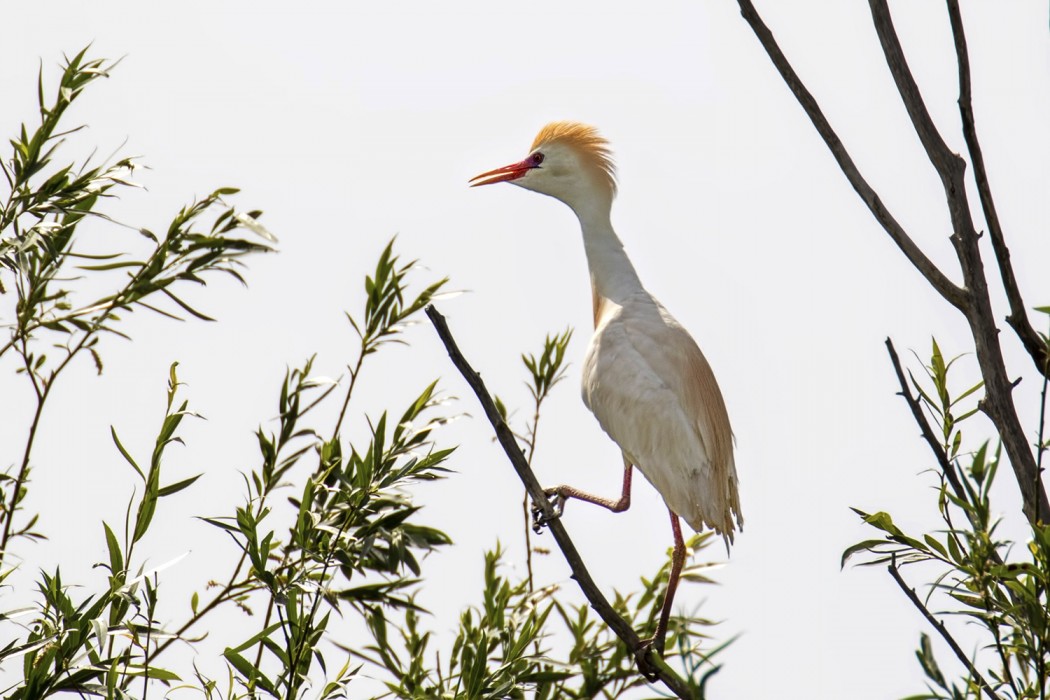 Western Cattle Egret