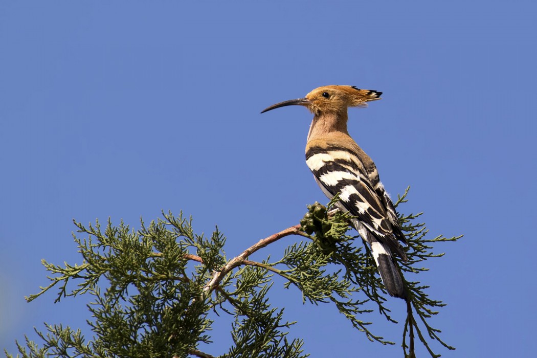 Common Hoopoe