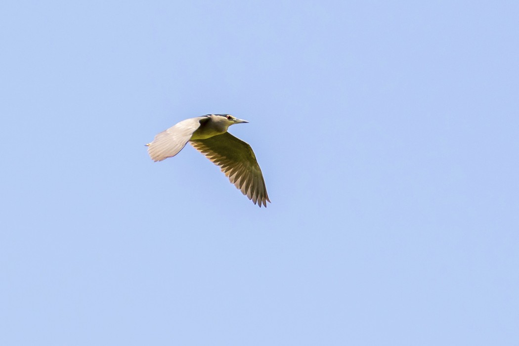 Black-crowned Night Heron
