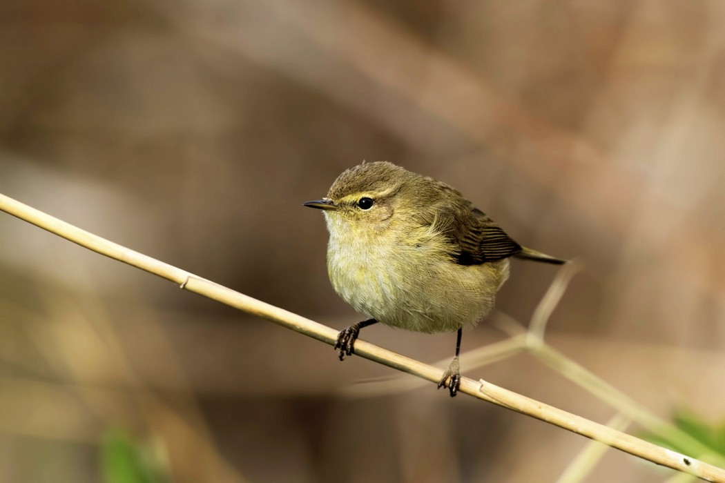 Common Chiffchaff
