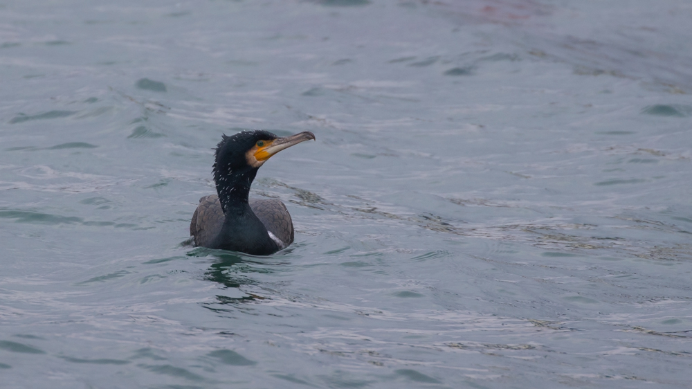 Great Cormorant