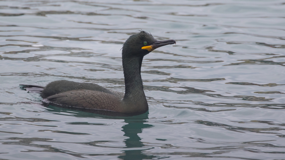 European Shag