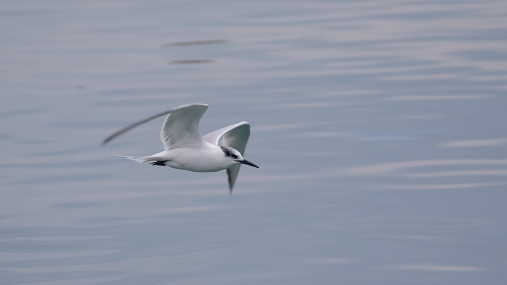 Sandwich Tern