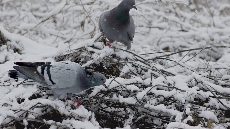 Rock Dove