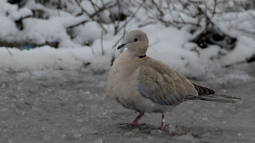 Eurasian Collared Dove