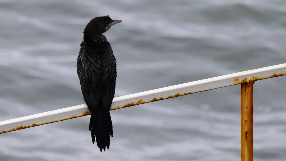 Pygmy Cormorant