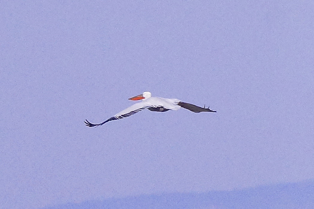 Great White Pelican