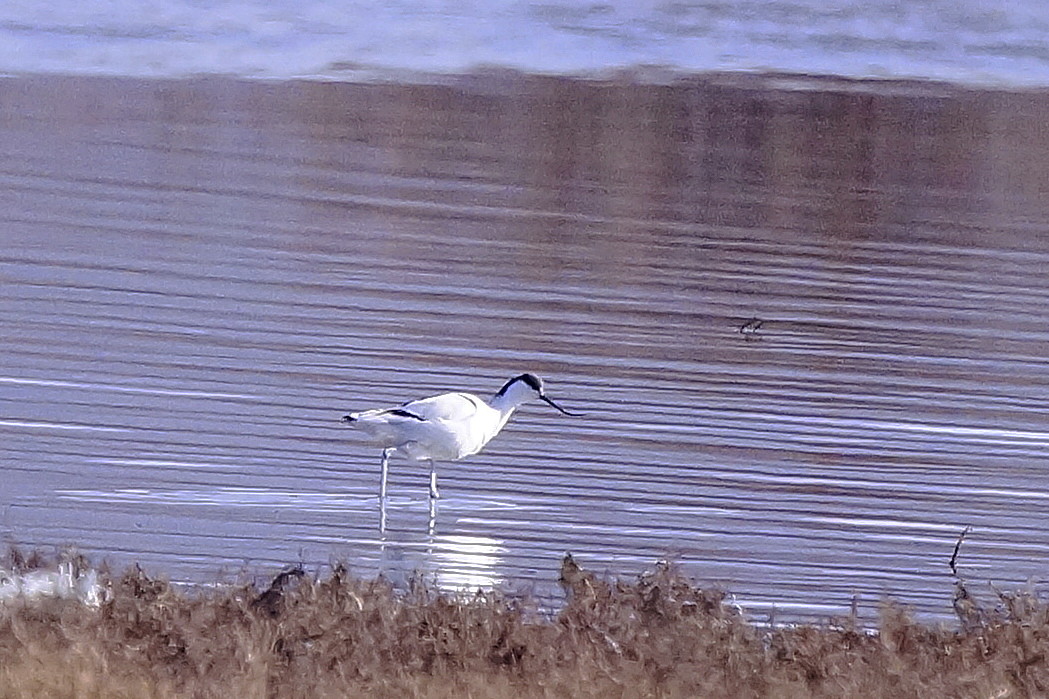 Pied Avocet