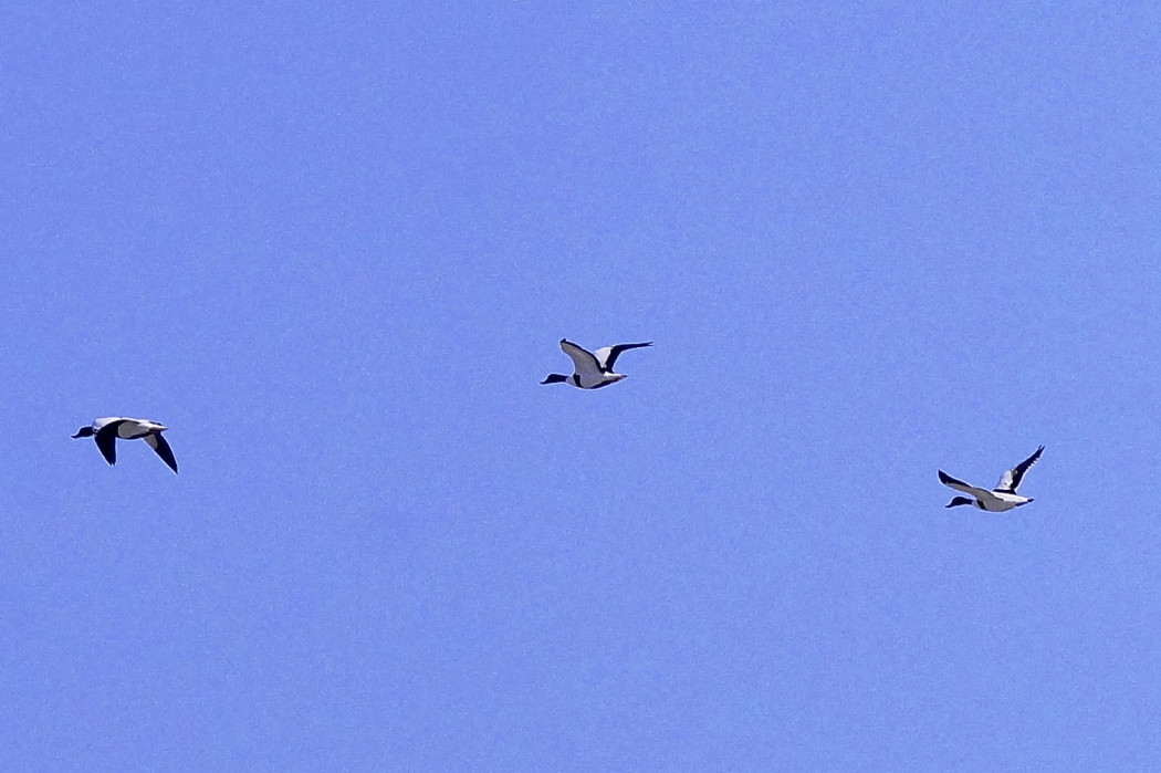 Common Shelduck