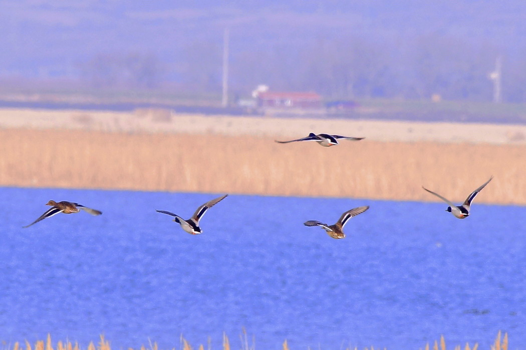 Mallard