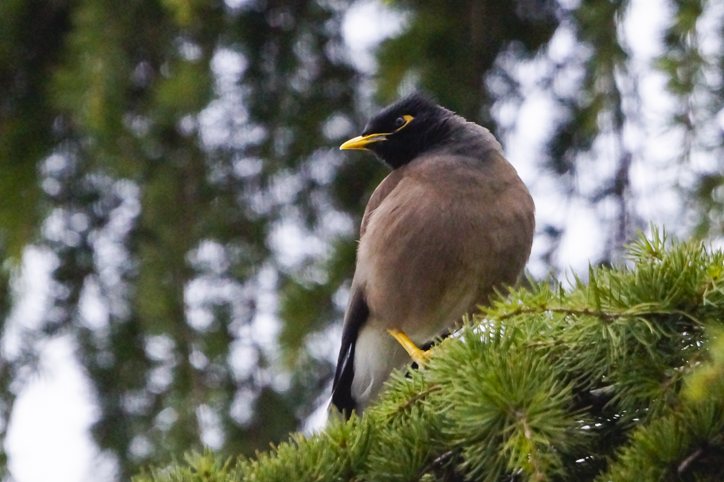 Common Myna