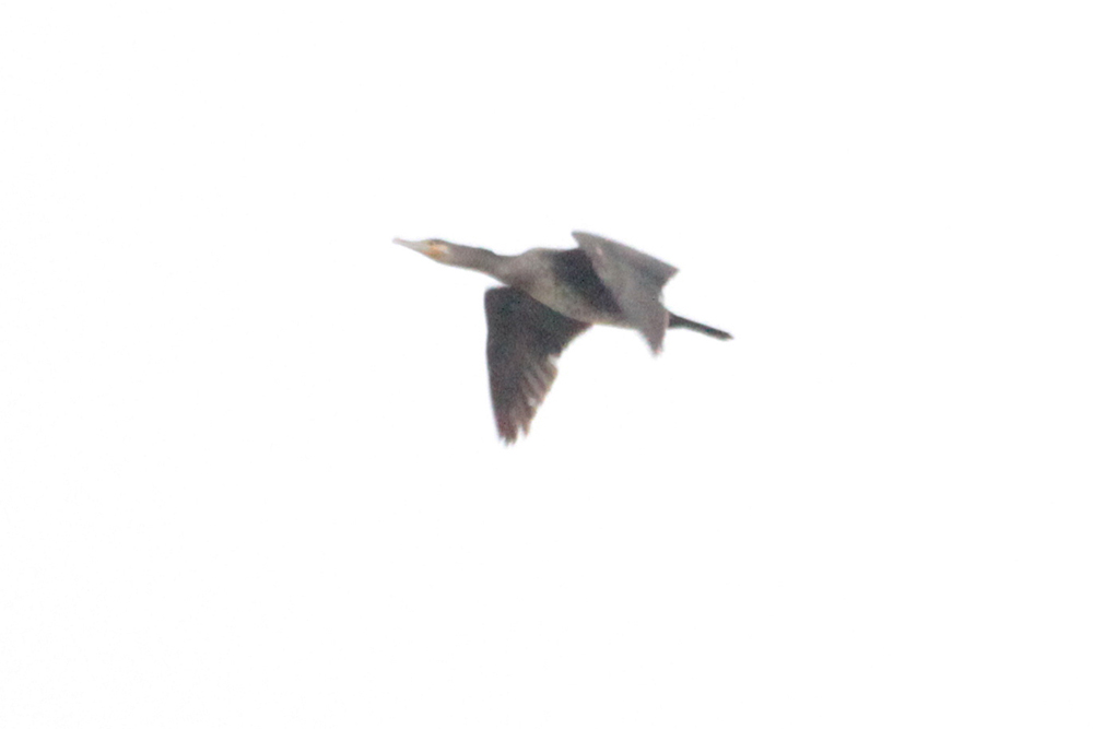 Great Cormorant