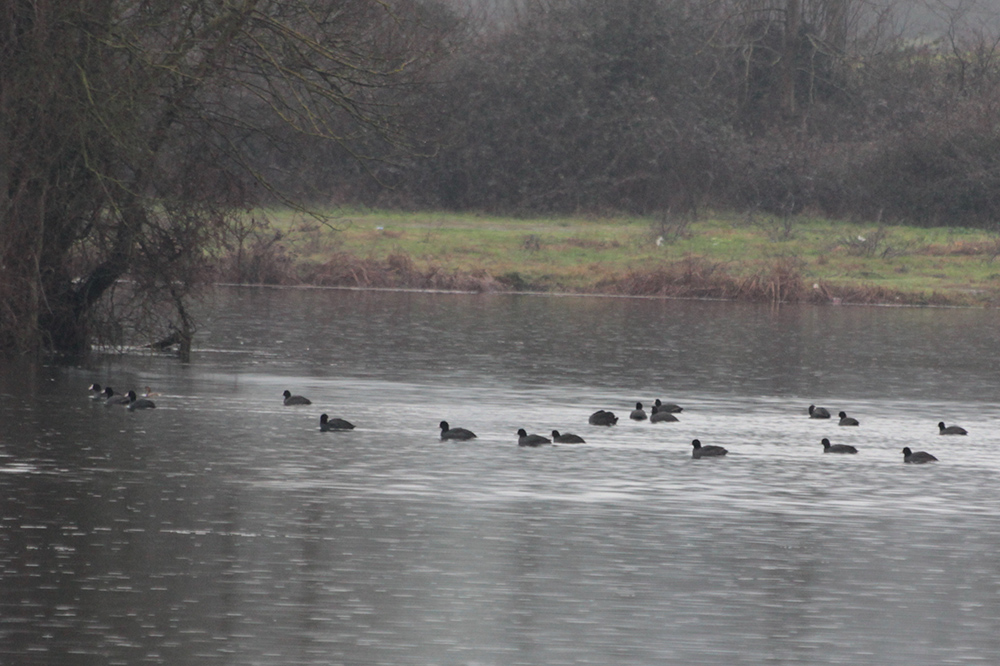 Eurasian Coot