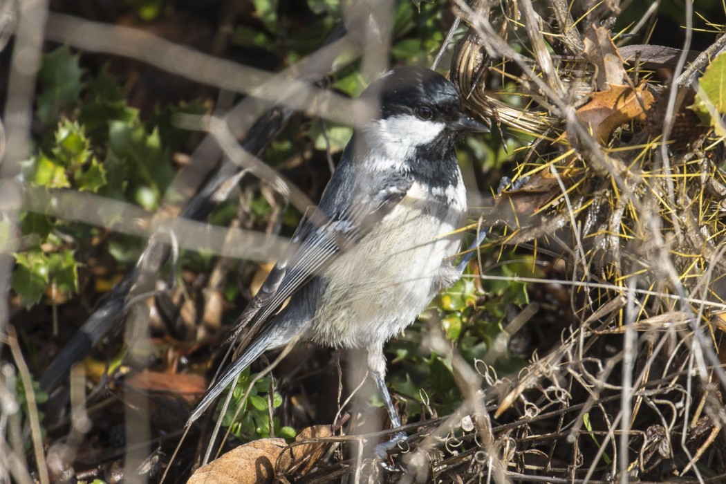 Coal Tit