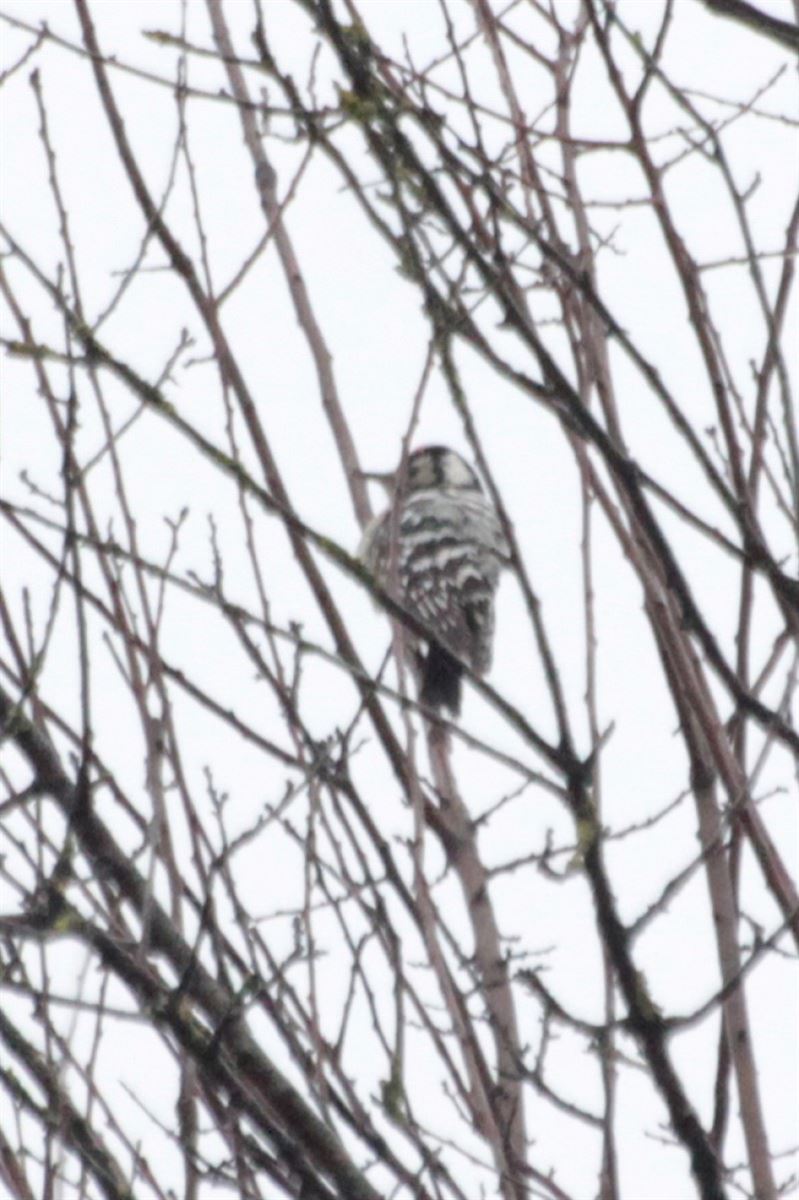 Lesser Spotted Woodpecker