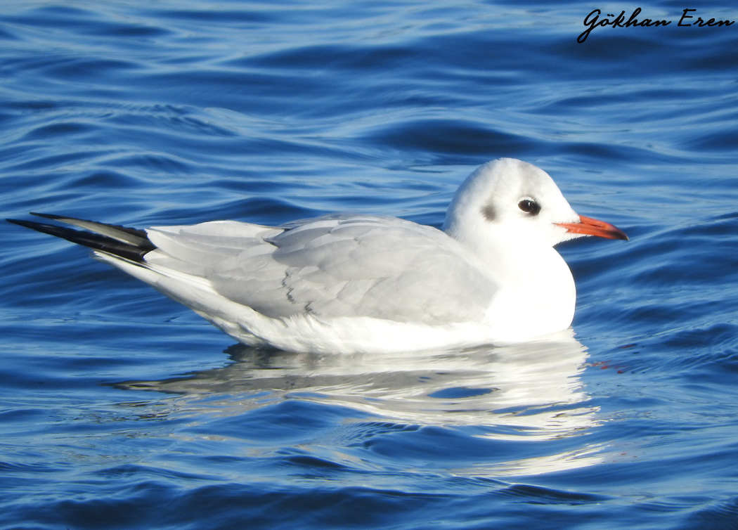 Black-headed Gull
