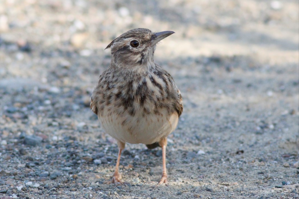 Crested Lark