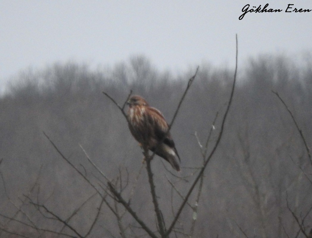 Common Buzzard