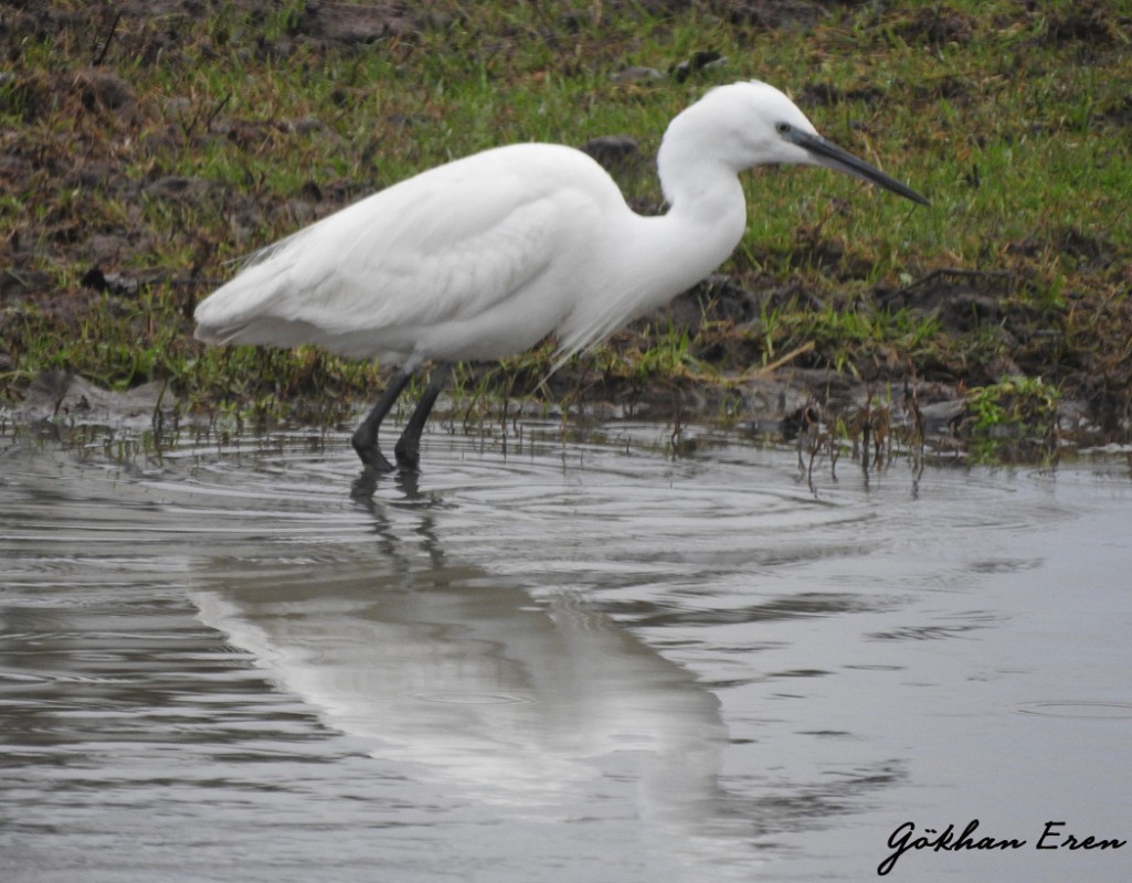 Little Egret