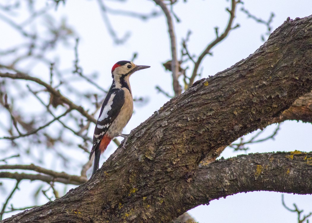 Syrian Woodpecker