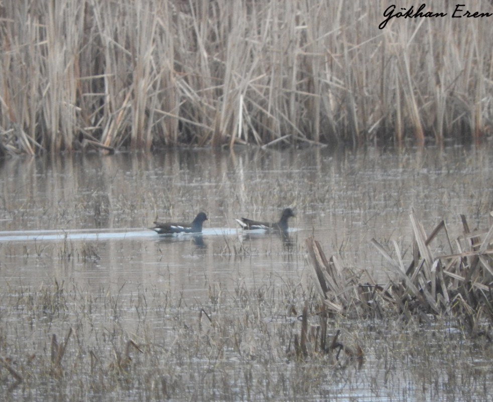 Common Moorhen