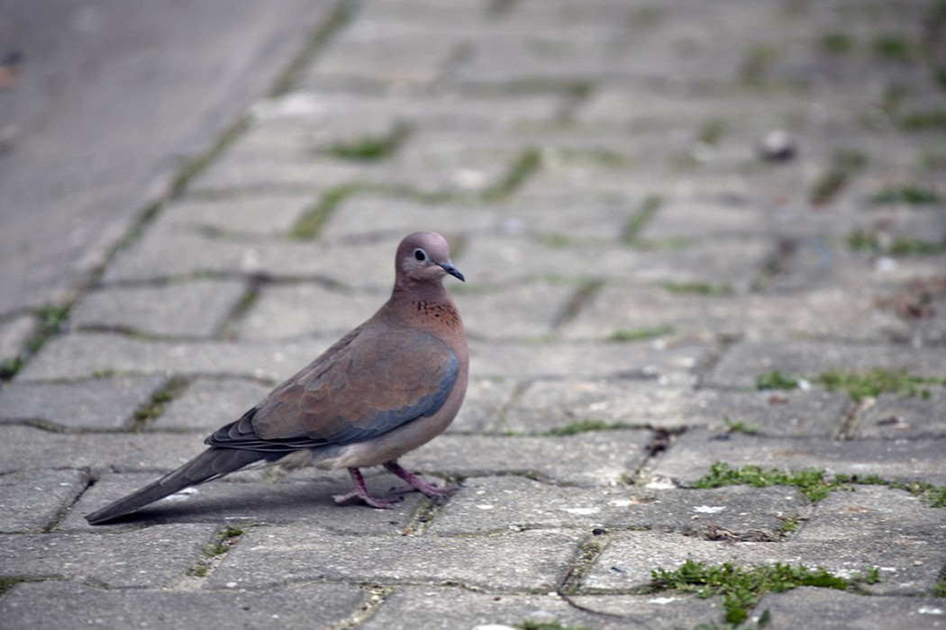 Laughing Dove