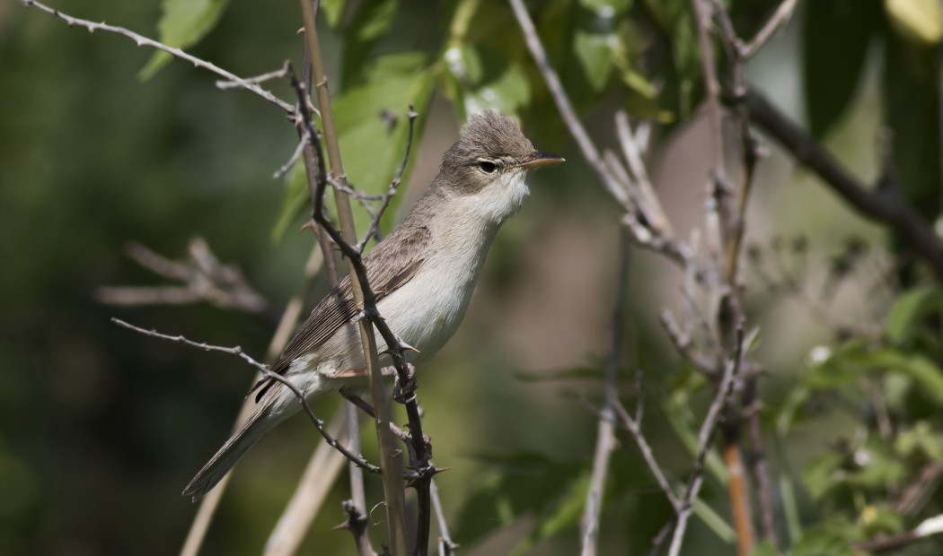 Eastern Olivaceous Warbler