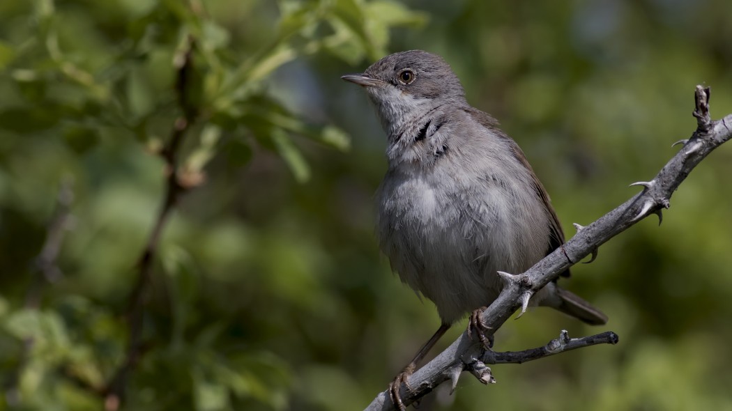 Common Whitethroat