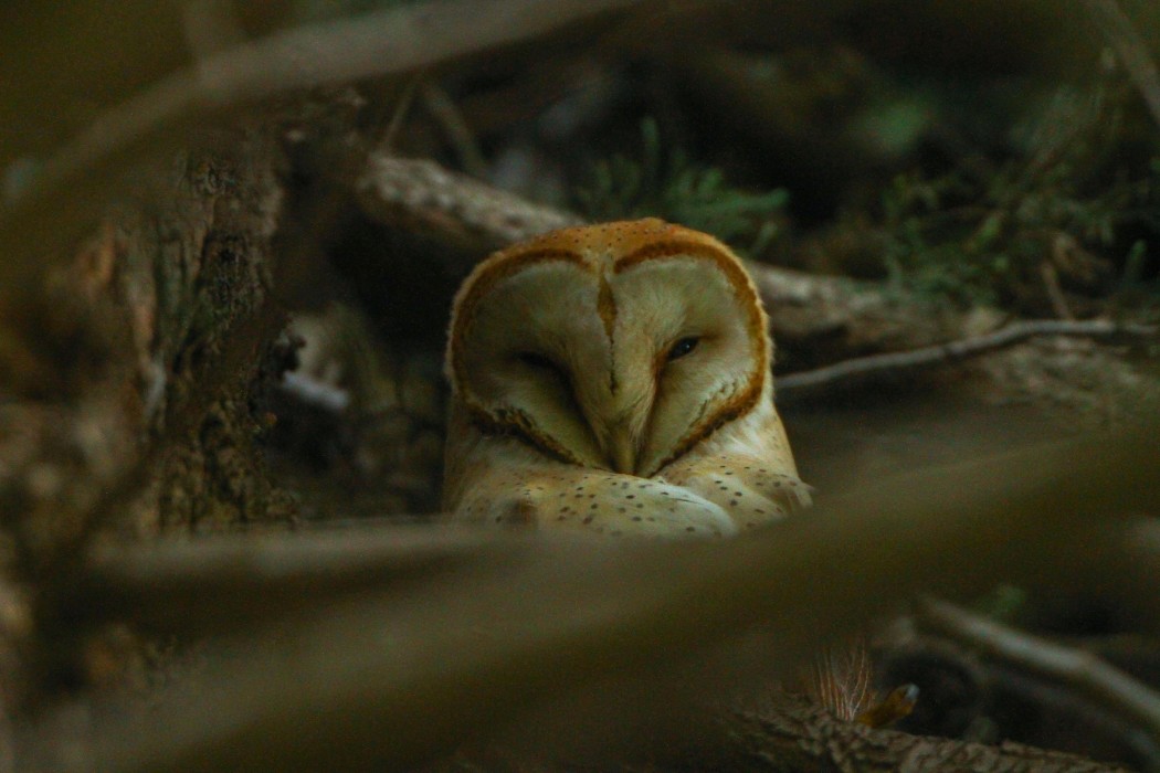 Western Barn Owl