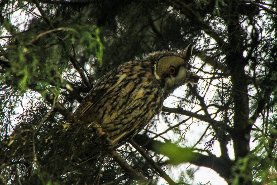 Long-eared Owl