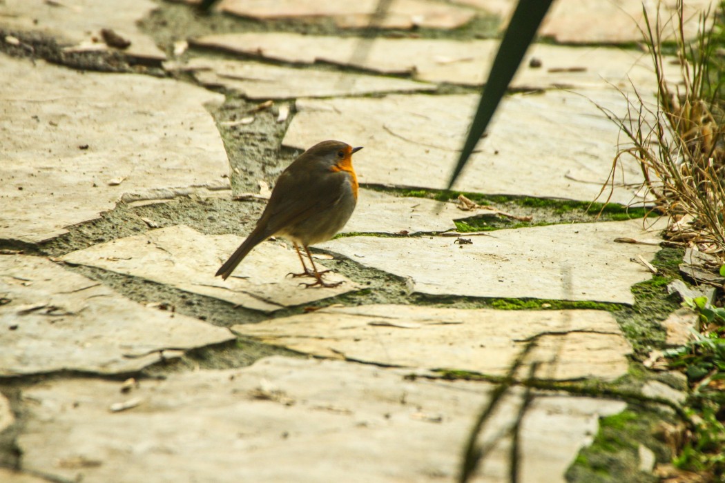 European Robin
