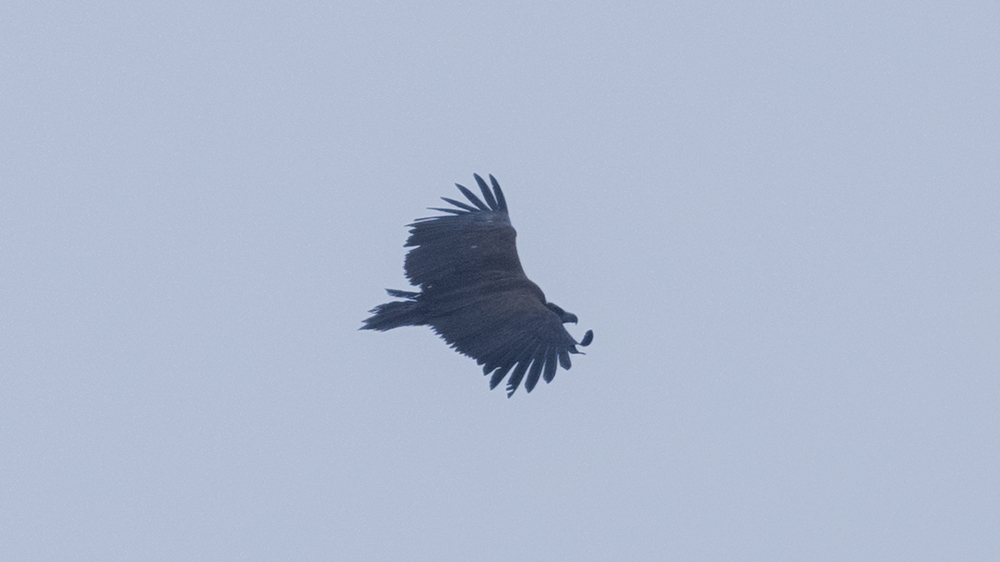 Cinereous Vulture