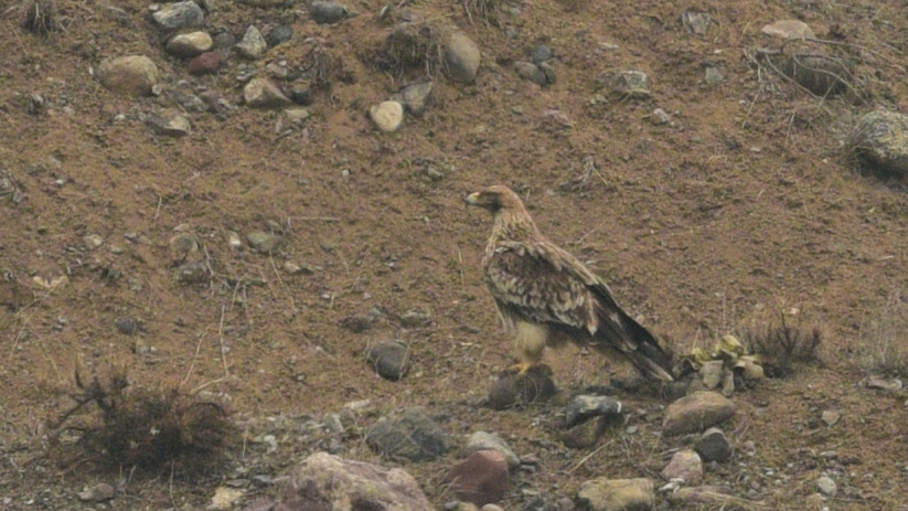 Eastern Imperial Eagle