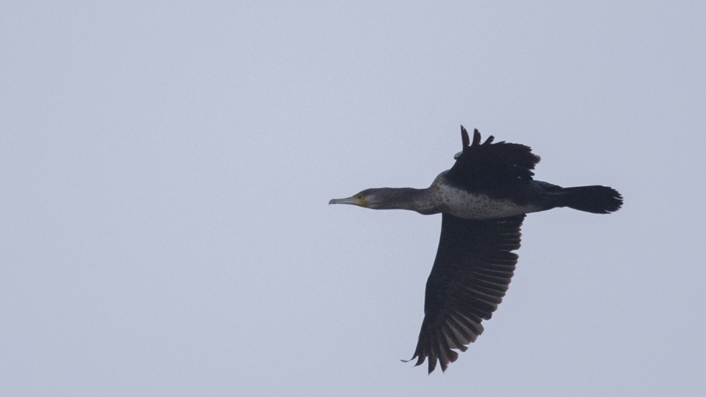 Great Cormorant