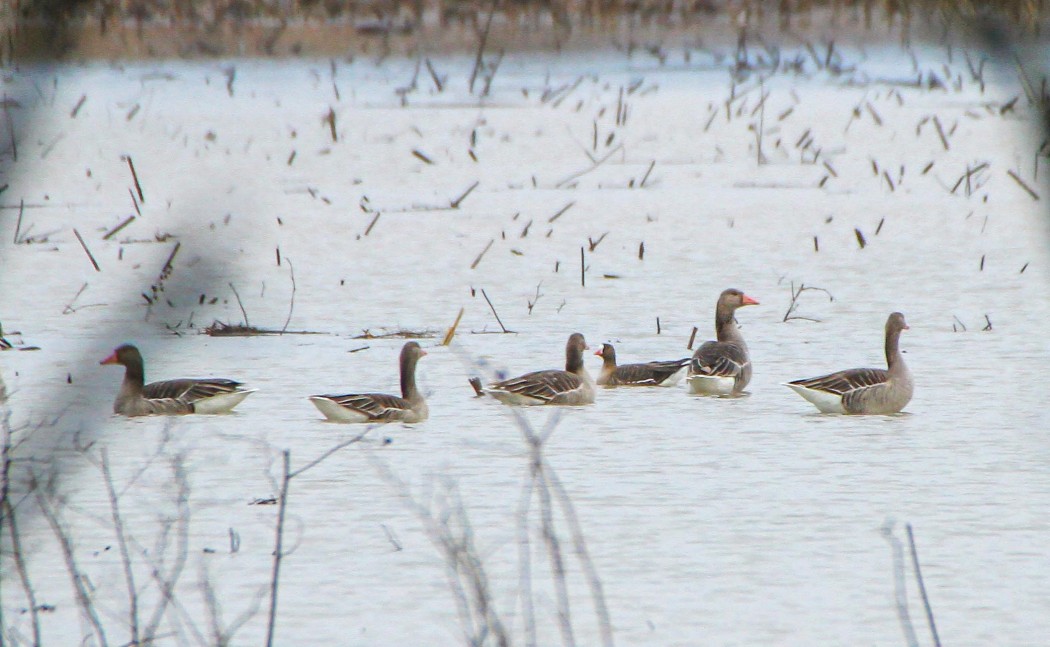 Greylag Goose