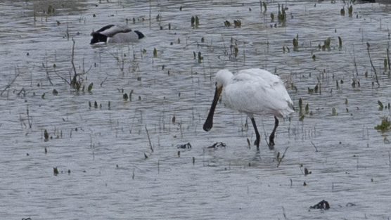 Eurasian Spoonbill