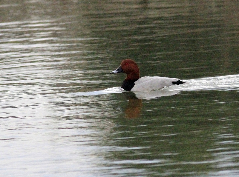 Common Pochard