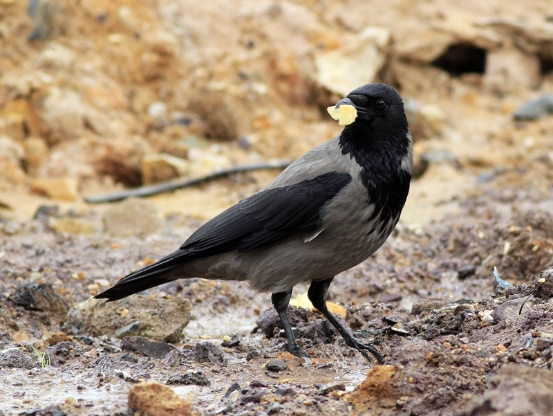 Hooded Crow