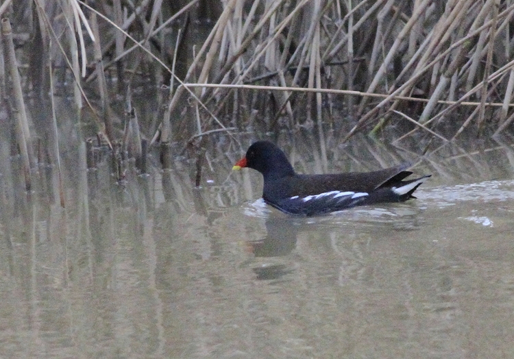 Common Moorhen