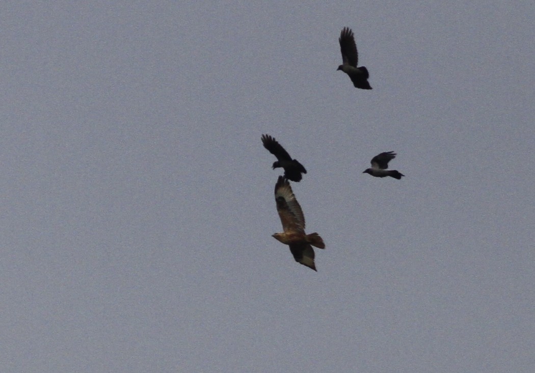 Long-legged Buzzard