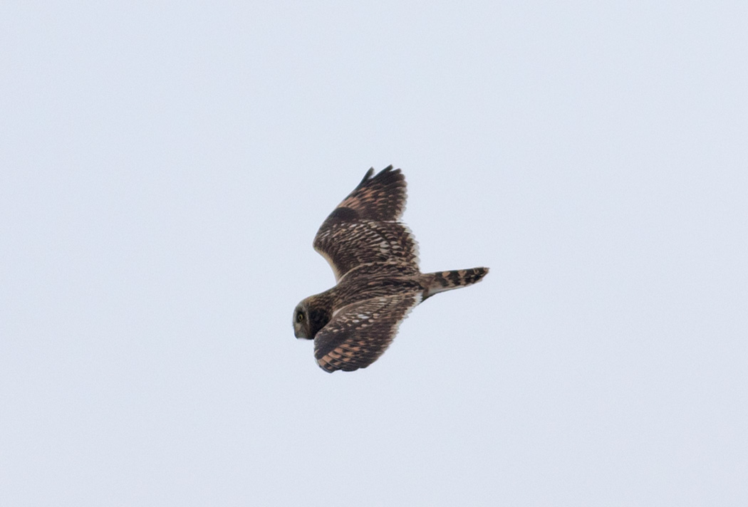 Short-eared Owl